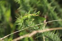 Tettigonia viridissima