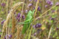 Tettigonia viridissima