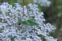 Phaneroptera falcata
