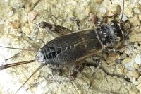 Eumodicogryllus bordigalensis