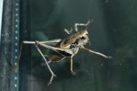 Pholidoptera griseoaptera