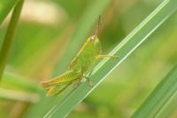 Mecostethus parapleurus