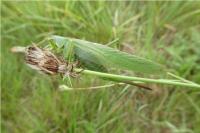 Tettigonia viridissima