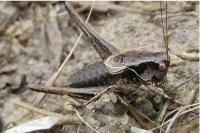 Pholidoptera griseoaptera