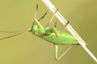 Ephippiger diurnus