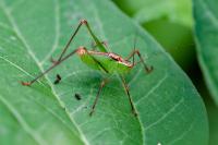 Leptophyes punctatissima