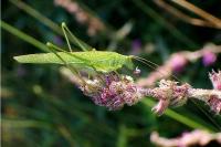 Phaneroptera falcata