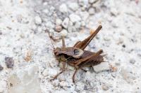 Pholidoptera griseoaptera