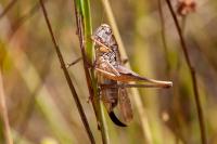 Platycleis albopunctata