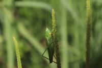 Ruspolia nitidula