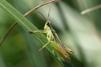 Mecostethus parapleurus