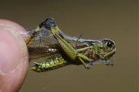 Stethophyma grossum