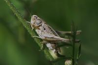 Tessellana tessellata