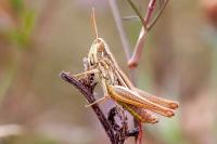 Euchorthippus declivus