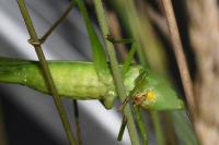 Ruspolia nitidula