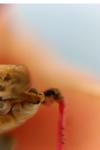 Calliptamus barbarus