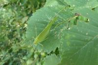 Phaneroptera falcata