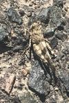 Oedipoda caerulescens