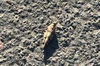 Oedipoda caerulescens