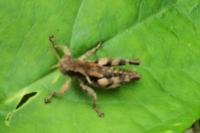 Pezotettix giornae