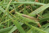 Mecostethus parapleurus