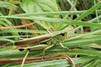 Stethophyma grossum