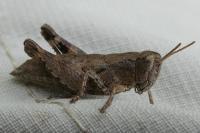Pezotettix giornae