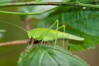 Phaneroptera nana