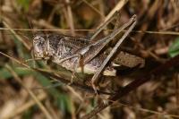 Platycleis albopunctata