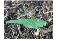 Phaneroptera falcata