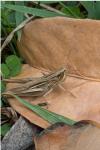 Euchorthippus elegantulus