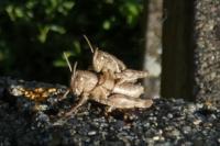 Pezotettix giornae