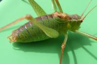 Leptophyes punctatissima