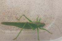 Tettigonia viridissima