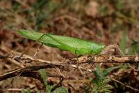 Ruspolia nitidula