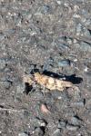 Oedipoda caerulescens