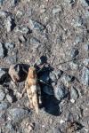 Oedipoda caerulescens