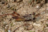 Gomphocerippus vagans