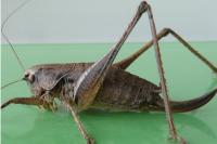 Pholidoptera griseoaptera