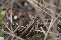 Gomphocerippus biguttulus