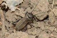 Gryllus campestris