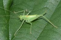 Meconema meridionale