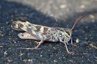 Oedaleus decorus