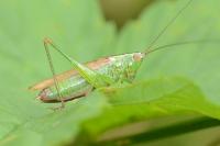 Conocephalus fuscus