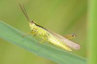 Mecostethus parapleurus
