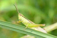 Mecostethus parapleurus