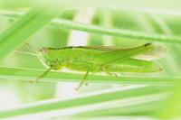 Mecostethus parapleurus