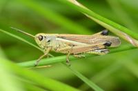 Stethophyma grossum