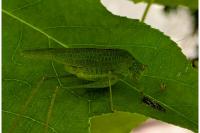 Phaneroptera nana