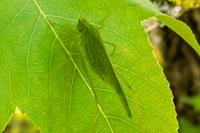 Phaneroptera nana